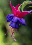 Fuchsia