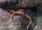 Long-clawed squat lobster