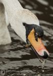 Mute Swan