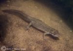 common newt - female