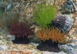 Beadlet anemones