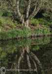 Weaver reflection 2