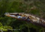 Fifteen-spined stickleback