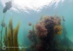 Aughrus reef seaweeds 3