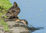 Mother & Duckling