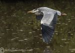 Grey Heron Flight 2