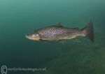 Brown/Brook trout