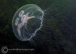 Moon jelly