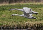 Mute swan cygnets