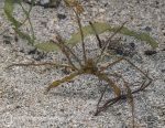 Long=legged spider crab 2