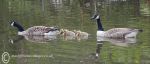 Canada Geese Family