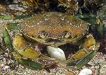 shore crab