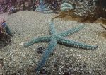 Spiny starfish