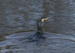 Cormorant