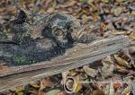 Fallen branch