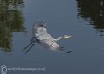 Grey Heron - take-off