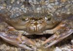 harbour crab