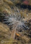 Tube anemone