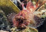 Long-spined scorpion fish - red