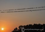 Birds on a wire, Claddaghduff 2018