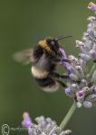 White-tailed bumblebee