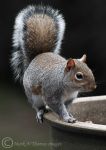 Grey Squirrel