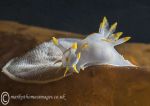 Yellow-edged Polycera