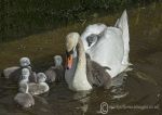 Mute swans 2014