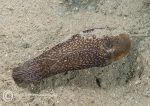 Akera bullata -  A bubble-shell seaslug