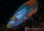 Cuckoo wrasse - male