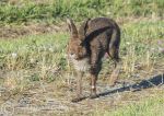 Irish hare 2019