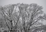 Frosted trees