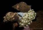 Egg laying whelks