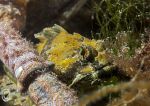Long-spined scorpionfish - yellow