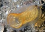 Sea Squirt - Corella parallelogramma