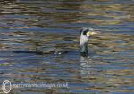 Cormorant