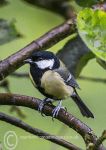 Great Tit