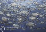 Steel Pompano