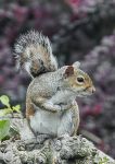 Grey Squirrel