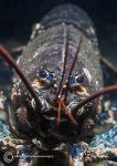 Lobster - close-up