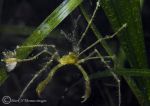 long-legged spider crab