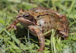 Frog - Claddaghduff 1
