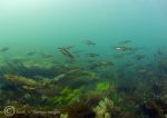 pollock in Streamstown Bay