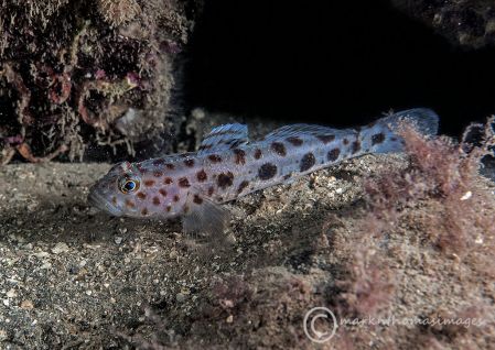 Leopard-spotted goby