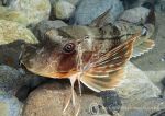 Grey gurnard