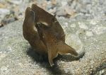 Sea Hare