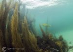Aughrus reef seaweeds 6