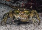 Shore crab embrace