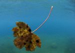 Underwater Leaf
