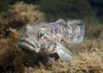 Black goby